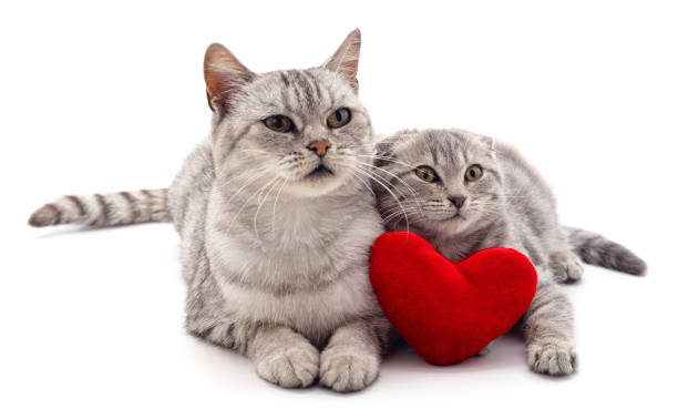 istock Two cats and red heart. 1182300982