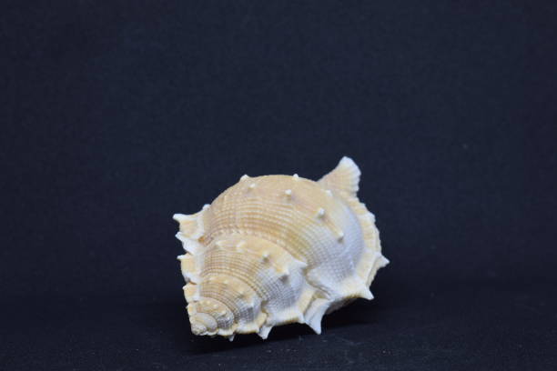 istock Small triton seashell with a face view on green background. 1182301124