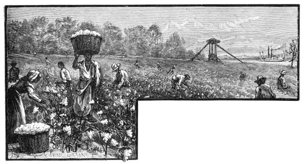 Cotton picking engraving 1899 Maury’s Geographical Series Manual of Geography - New York 1899 slave plantation stock illustrations