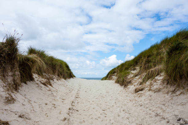 istock Dunes transition to the beach 1182303268