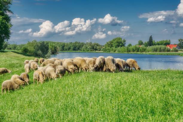 schafe weiden auf dem gras - sheep wool meadow pasture stock-fotos und bilder