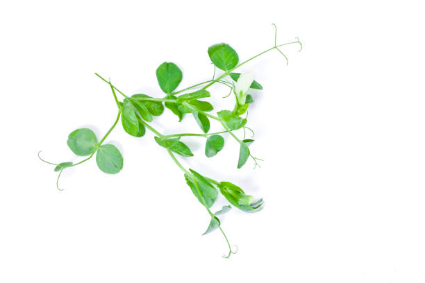 istock Young green sprout of pea 1182305081