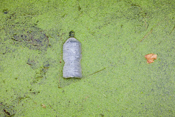 A plastic bottle lies on the river. Water pollution environment. Transparent plastic bottle in river water. Ecological concept of the environment, the problem of environmental pollution