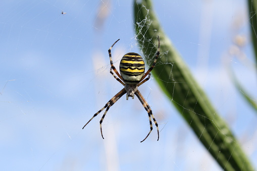 a beautiful wasp spider macro and a blue background