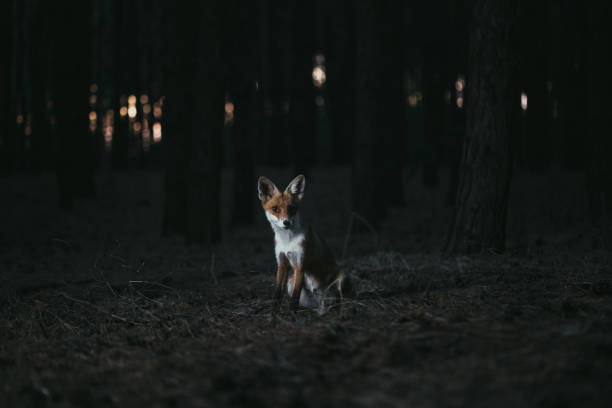 istock fox in woods among trees, photo with noise 1182307726