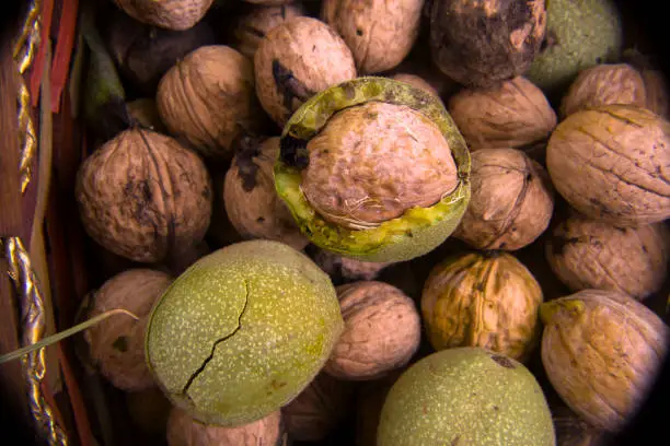 Plenty of Walnuts in hard-shell and fresh green shell, stored in a Wicker Basket.