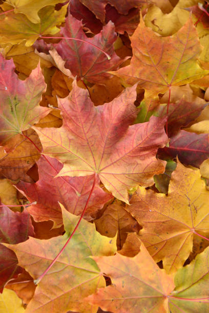 istock The orange yellow and red maple leafs background 1182308071