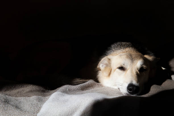 Cute, smiling mixed breed mongrel dog lies on owners bed taking sun baths, having relax