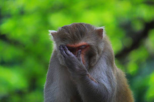 Old monkey face animal wallpaper