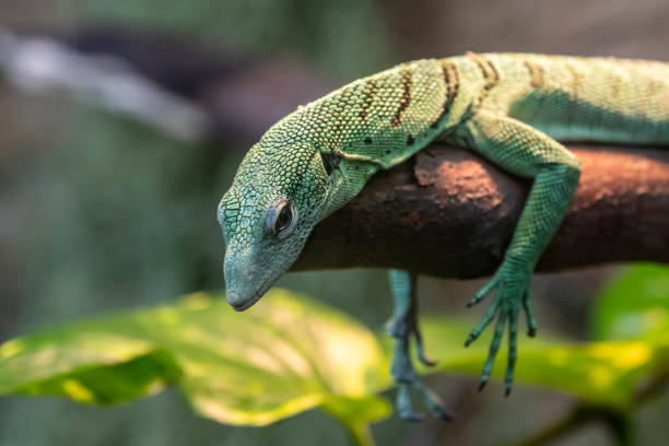 istock Lazy Green Tree Monitor Lizard Lying on a Branch 1182310013