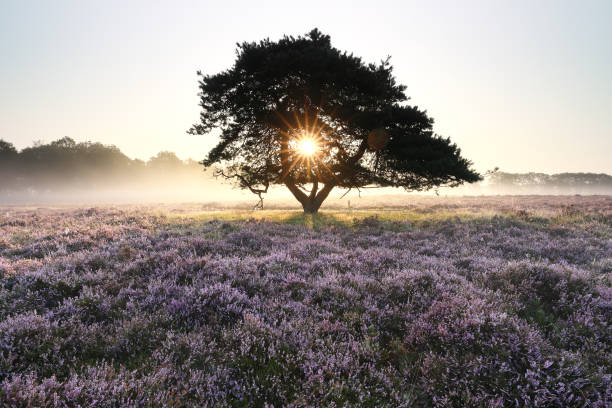 istock morning sunshine through pine tree in mist 1182311395