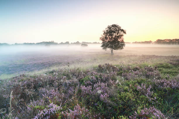 istock beautiful misty sunrise  over blooming heather flowers 1182311399