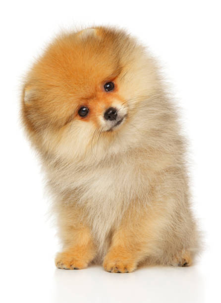 istock Pomeranian Spitz puppy 1182312438