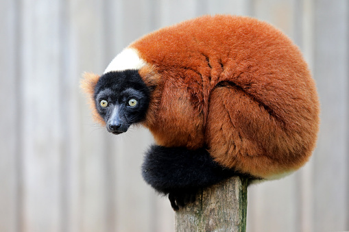 close-up view of adorable red  lemur in wildlife