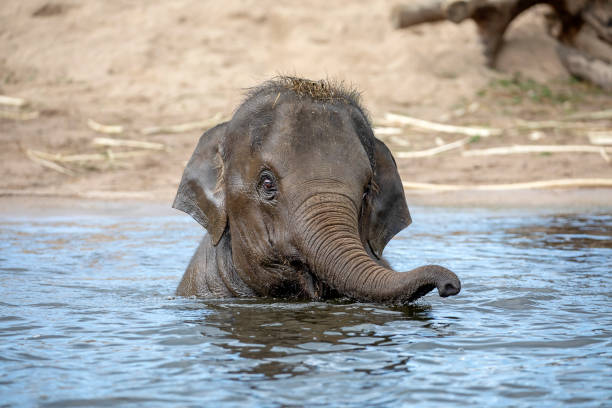 istock cute baby elephant view 1182313701
