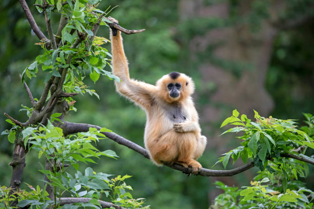 istock Female Yellow-cheeked gibbon in a tree 1182313786