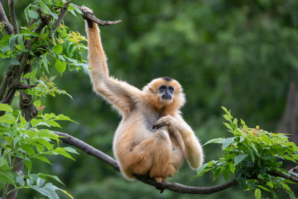 istock Female Yellow-cheeked gibbon in a tree 1182313802