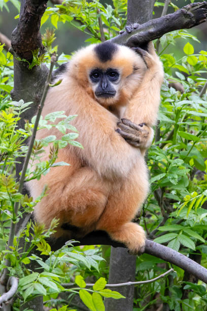 istock Female Yellow-cheeked gibbon in a tree 1182313807