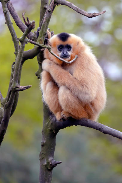 istock Female Yellow-cheeked gibbon in a tree 1182313825