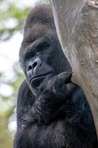 istock gorilla portrait in nature view 1182313872