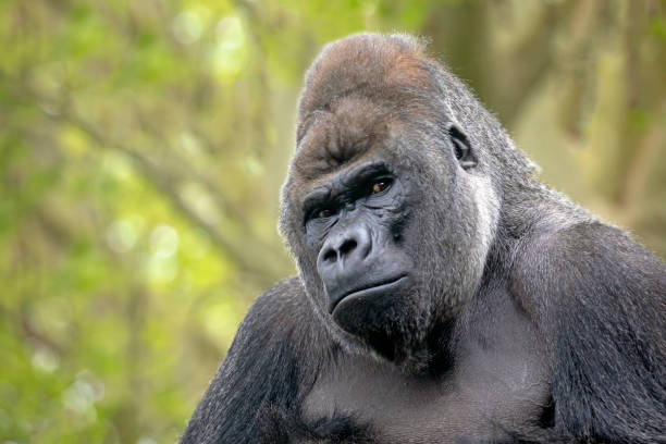 istock gorilla portrait in nature view 1182313883