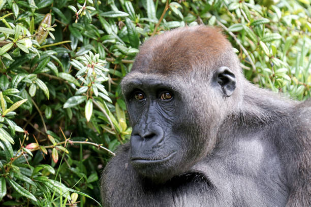 istock gorilla portrait in nature view 1182313895