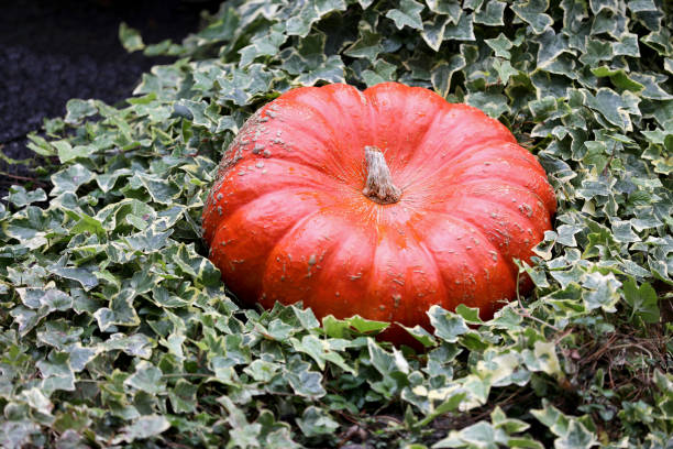 istock one Pumpkin on background, close up 1182314134