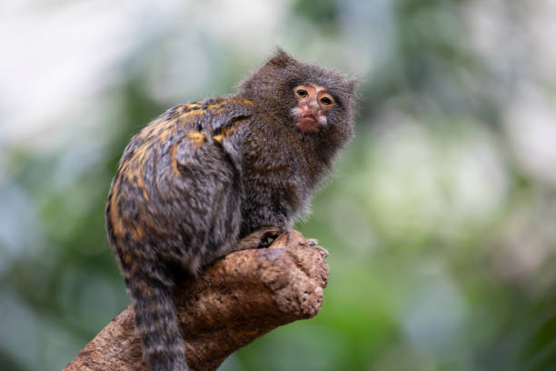 portrait of a Pygmy marmoset in natural habitat portrait of a Pygmy marmoset in natural habitat pygmy marmoset stock pictures, royalty-free photos & images