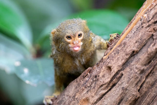 portrait of a Pygmy marmoset in natural habitat portrait of a Pygmy marmoset in natural habitat pygmy marmoset stock pictures, royalty-free photos & images