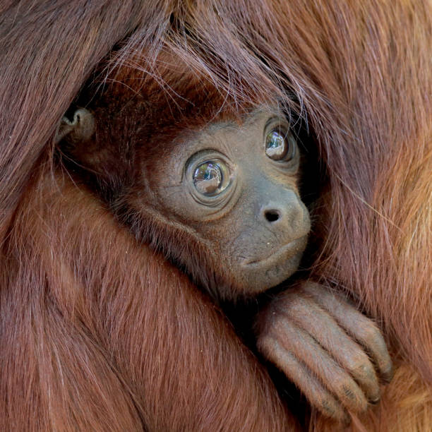 istock Red howler monkey baby 1182314260