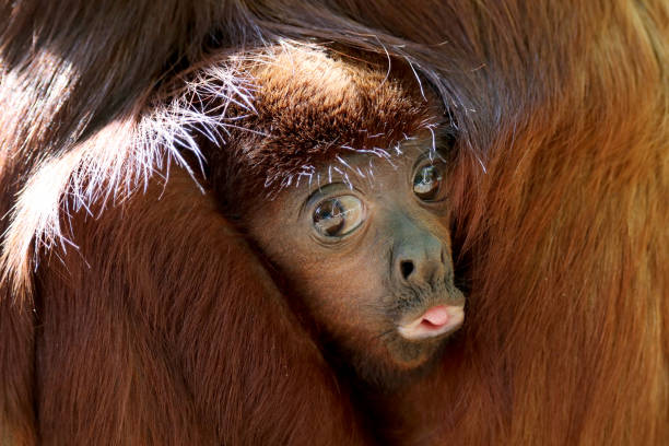 istock Red howler monkey baby 1182314282