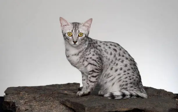 Beautiful Egyptian Mau Cat