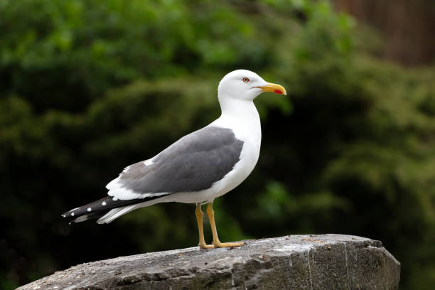 istock sea gull bird on background, close up 1182314907