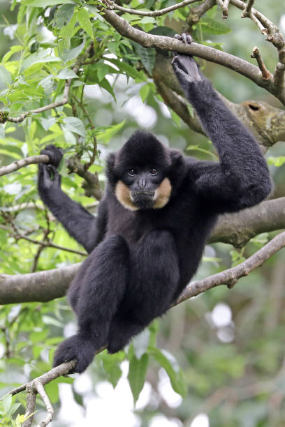 istock Yellow Cheeked Gibbon  on background,close up 1182314960