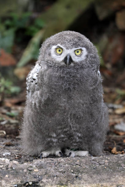 istock young snow owl portrait 1182315002