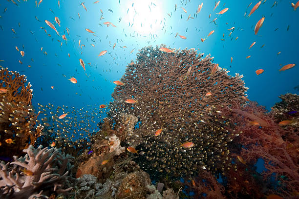 istock coral, ocean and sun 118231516