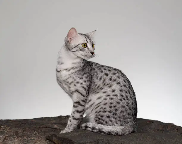 Beautiful Egyptian Mau Cat