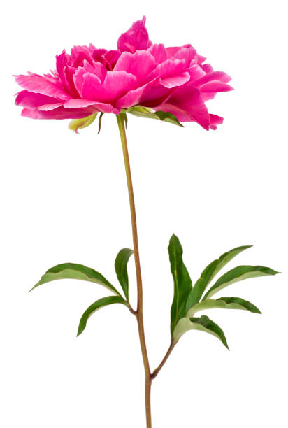 istock Pink peony flower (Paeonia lactiflora) 1182316440