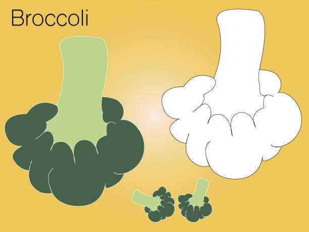 Green broccoli sketch of organic natural vegetable. Colorful vector illustration can use for promotion, advertisement, with text; for agriculture themes, farm market and label design. Green broccoli sketch of organic natural vegetable. Colorful vector illustration can use for promotion, advertisement, with text; for agriculture themes, farm market and label design. agricultural themes stock illustrations