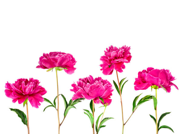istock Pink peony flowers (Paeonia lactiflora) 1182316525