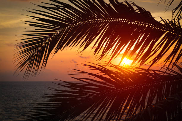 istock Ocean sunset visible through palm leaves 1182317763