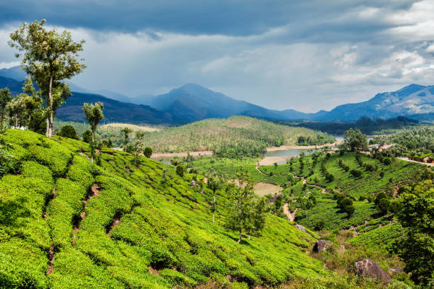 istock Tea plantations in mountains 1182318242