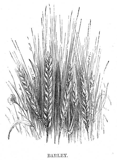 гравировка ячменя 1869 - barley grass illustrations stock illustrations