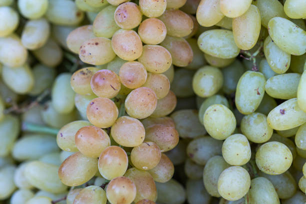 istock A pile of fresh green grapes - vitis. Grape texture or background for a project. A kitchen decor. 1182319159