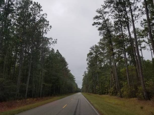 istock Tree lined Paved road heading into the horizon 1182319490