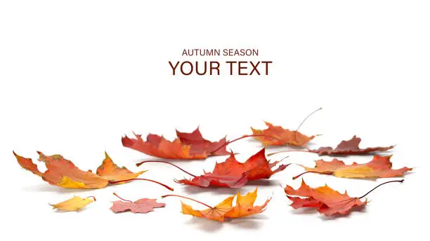 Photo of autumn season concept, maple leaf isolated on white background