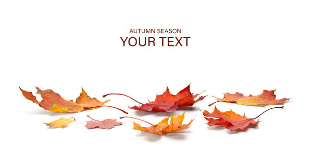 istock autumn season concept, maple leaf isolated on white background 1182321961