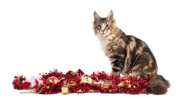 istock Young Maine coon at Christmas with red garlands 1182323268