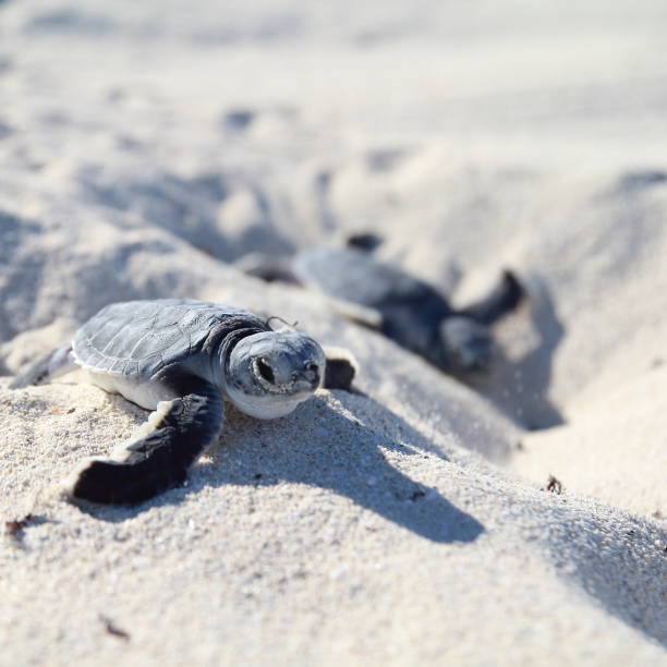 tortugas marinas recién nacidas. cabeza desenfocada. - turtle young animal beach sand fotografías e imágenes de stock