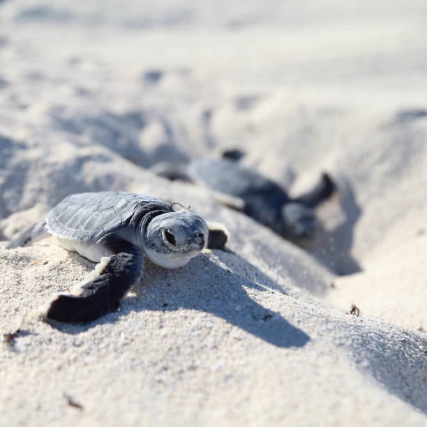 istock Sea Turtles Newborn. Head Defocused. 1182323611